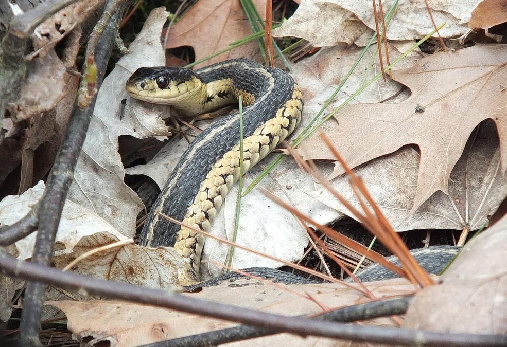 garter snake sits among pine needles and studies me - thicksons woods - whitby