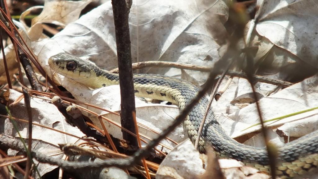 garter snake stops among leaves - thicksons woods - whitby