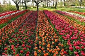 The worldâs largest garden with over seven million flowers