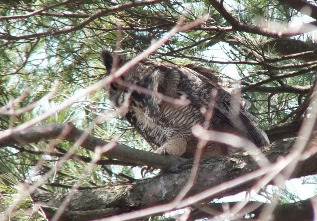 Great Horned Owls and Owlets – Thickson’s Woods – Whitby great horned owl mother heads back to nest - thicksons woods
