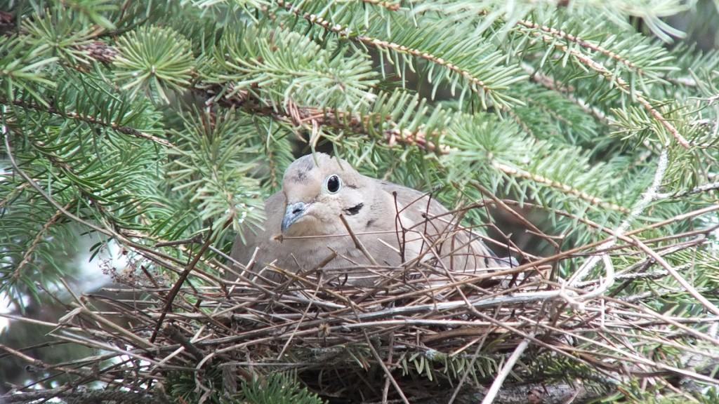 Great Horned Owls and Owlets – Thickson’s Woods – Whitby Dove on its nest in Thicksons Woods - Whitby - Ontario