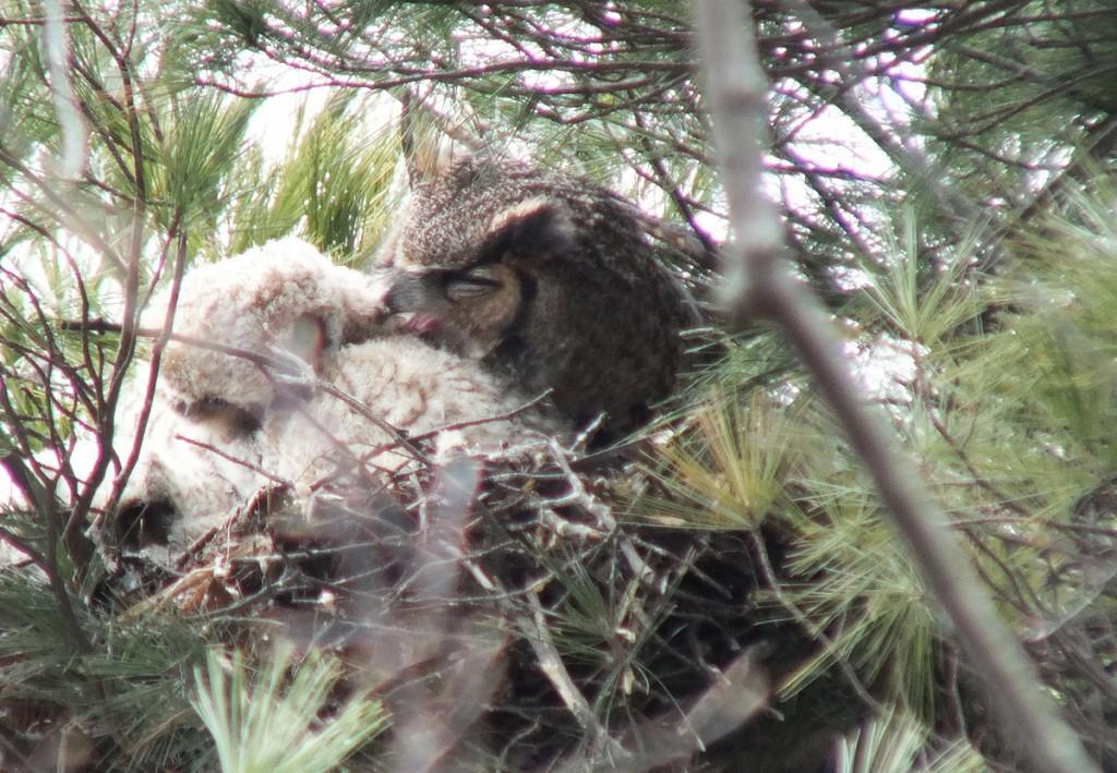 Great Horned Owls and Owlets – Thickson’s Woods – Whitby Great Horned Owl mom preens chick - Thicksons Woods - Whitby - Ontario