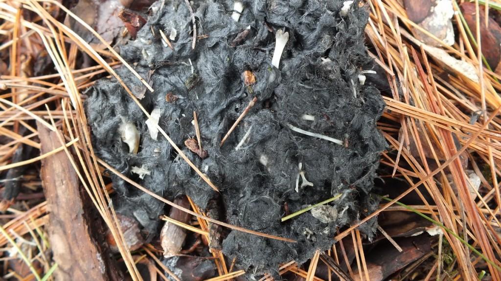 Great Horned Owls and Owlets – Thickson’s Woods – Whitby Great Horned Owl pellet - dropping with bones and fur mixed in - Thicksons Woods - Whitby - Ontario