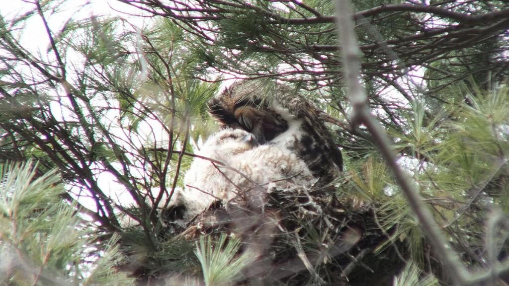 Great Horned Owls and Owlets – Thickson’s Woods – Whitby Great Horned Owl mom preens herself beside chick - Thicksons Woods - Whitby - Ontario