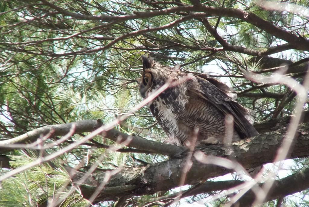 Great Horned Owls and Owlets – Thickson’s Woods – Whitby Great Horned Owl mom heads back to nest - Thicksons Woods - Whitby - Ontario