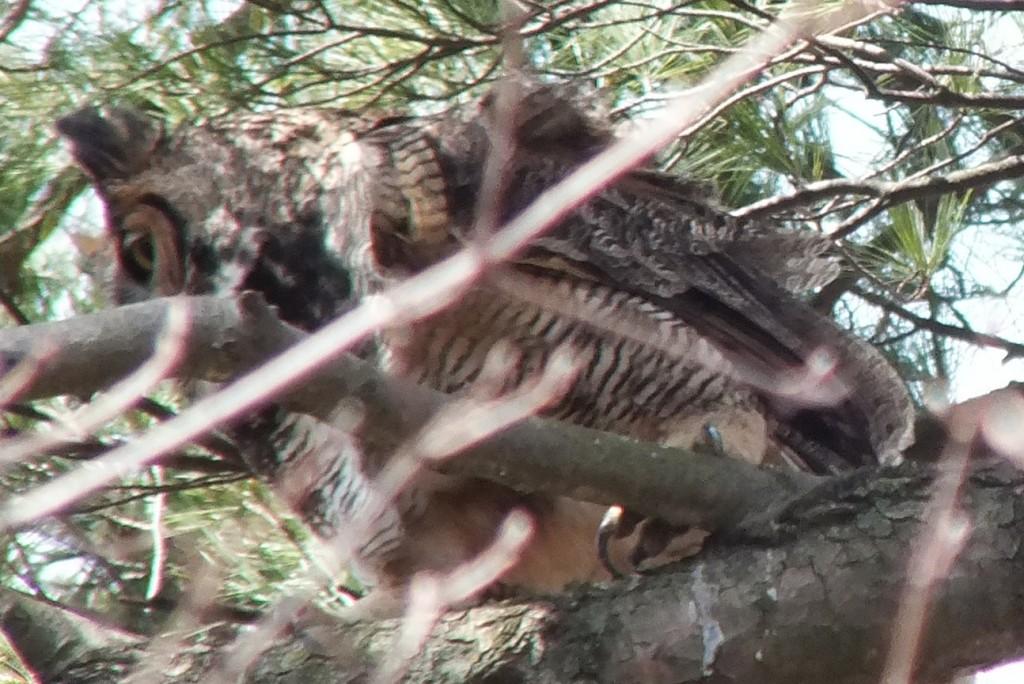 Great Horned Owls and Owlets – Thickson’s Woods – Whitby Great Horned Owl moms talon - Thicksons Woods - Whitby - Ontario