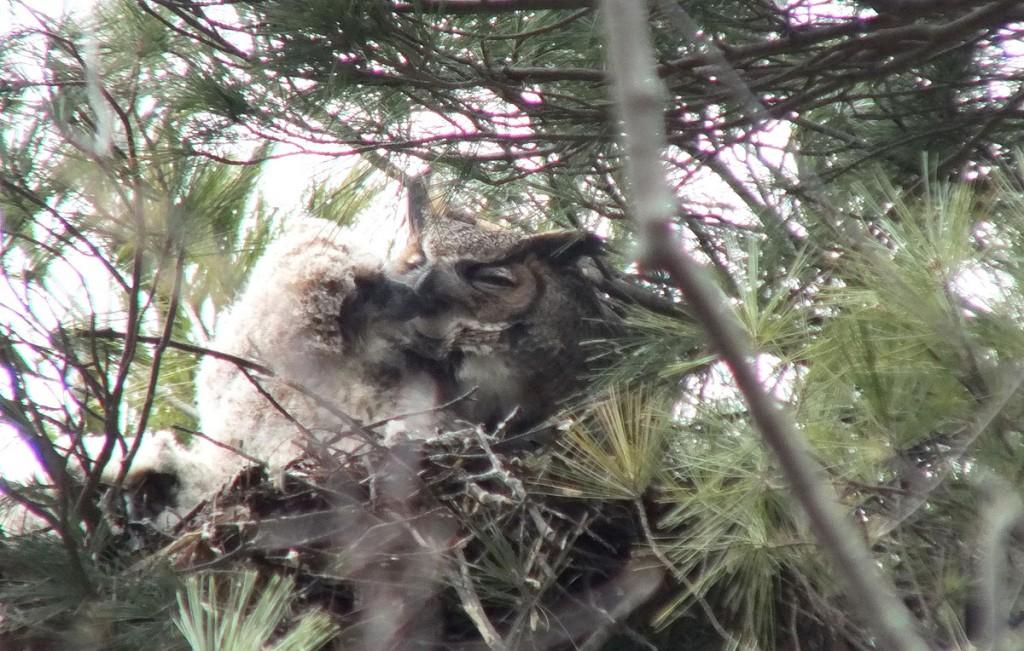 Great Horned Owls and Owlets – Thickson’s Woods – Whitby Great Horned Owl chick pecks mom in nest - Thicksons Woods - Whitby - Ontario