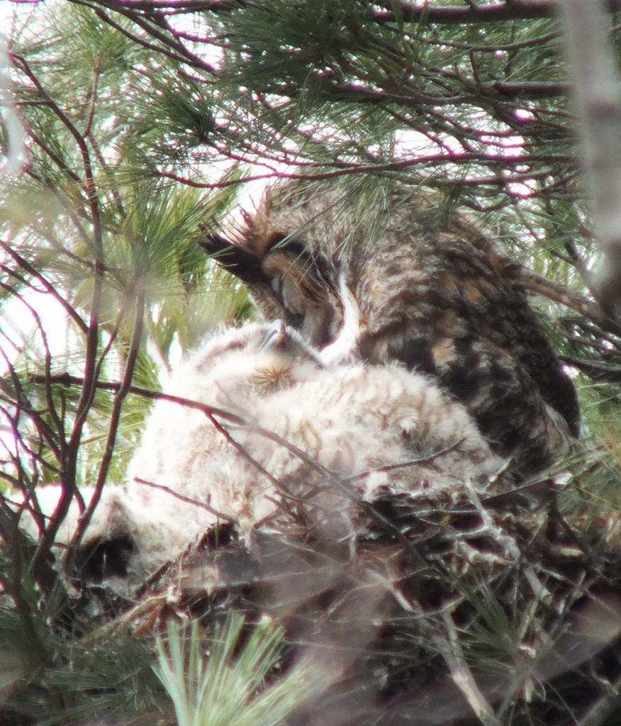 Great Horned Owls and Owlets – Thickson’s Woods – Whitby Great Horned Owl mom preens herself with chick - Thicksons Woods - Whitby - Ontario