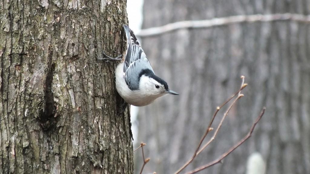Great Horned Owls and Owlets – Thickson’s Woods – Whitby White breasted Nuthatch - Thicksons Woods - Whitby - Ontario