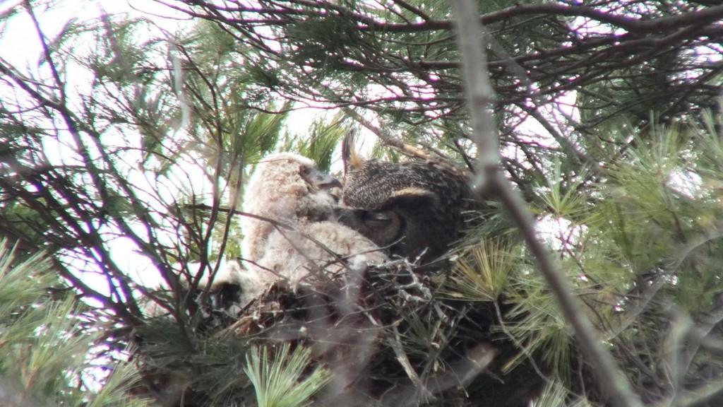 Great Horned Owls and Owlets – Thickson’s Woods – Whitby Great Horned Owl mom with chick in nest - Thicksons Woods - Whitby - Ontario