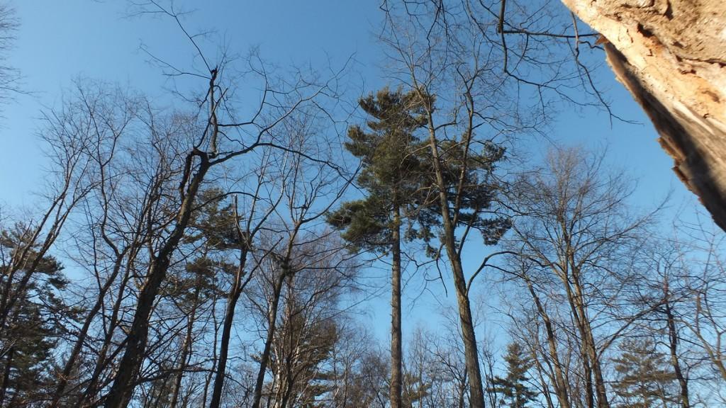 Great Horned Owls and Owlets – Thickson’s Woods – Whitby Pine tree in Thicksons Woods - Whitby - Ontario
