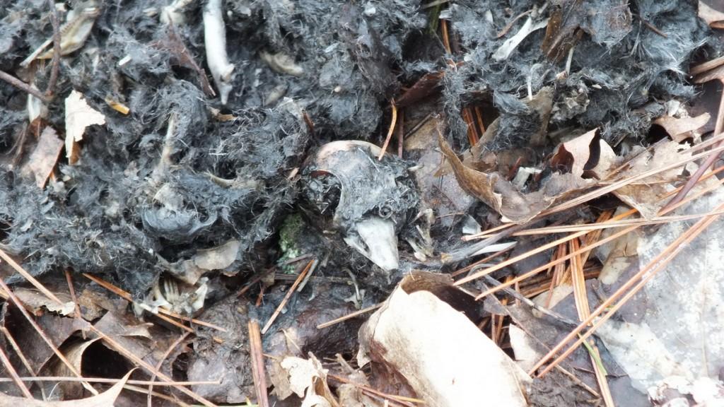 Great Horned Owls and Owlets – Thickson’s Woods – Whitby Great Horned Owl pellet - dropping with bird head in it- Thicksons Woods - Whitby - Ontario