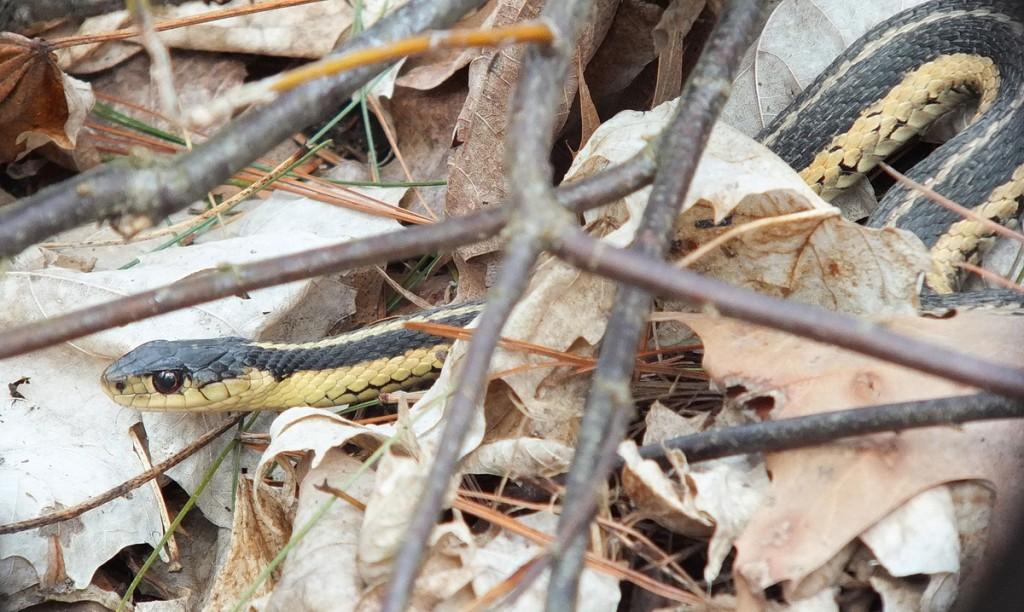Great Horned Owls and Owlets – Thickson’s Woods – Whitby Garter snake moves through leaves below Great Horned Owls - Thicksons Woods - Ontario