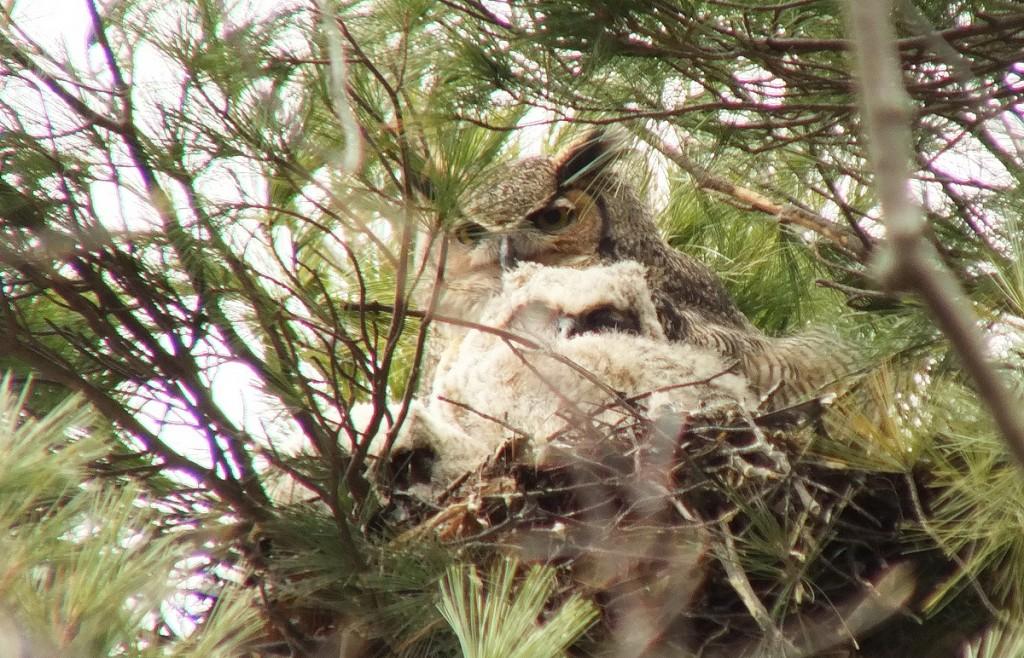 Great Horned Owls and Owlets – Thickson’s Woods – Whitby Great Horned Owl looks towards me - Thicksons Woods - Whitby - Ontario