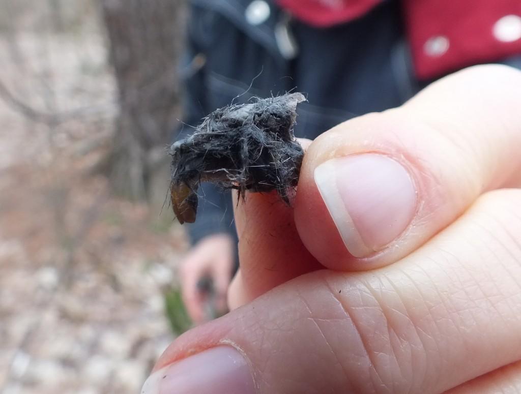 Great Horned Owls and Owlets – Thickson’s Woods – Whitby Great Horned Owl pellet - teeth and head - Thicksons Woods - Whitby - Ontario