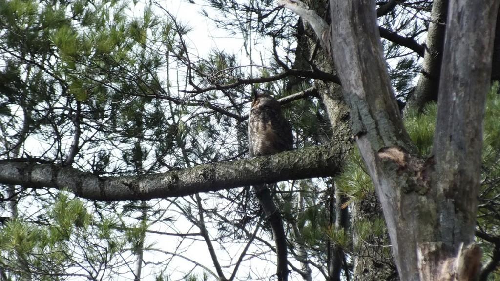 Great Horned Owls and Owlets – Thickson’s Woods – Whitby Great Horned Owl father sits in pine tree watching nest - Thicksons Woods - Whitby - Ontario