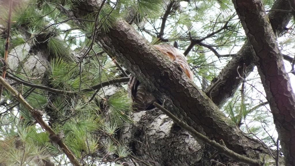 Great Horned Owls and Owlets – Thickson’s Woods – Whitby Great Horned Owl father sits in pine tree - camera point of view looking up - Thicksons Woods - Whitby - Ontario
