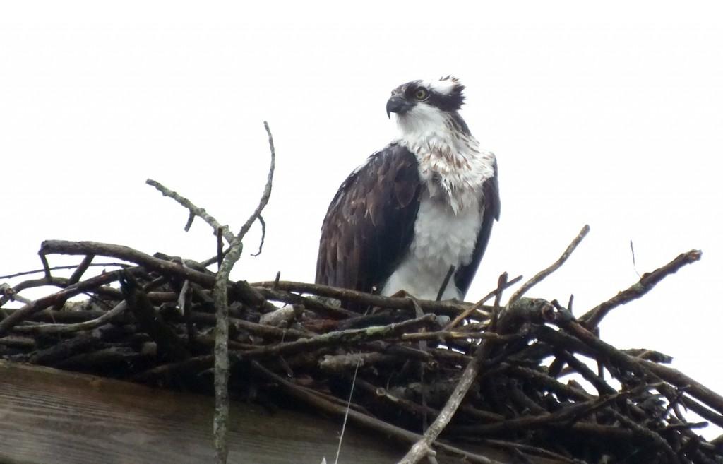 Great Horned Owls and Owlets – Thickson’s Woods – Whitby Osprey looks right in nest - Youngs Point - Ontario - Canada