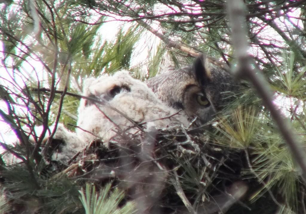 Great Horned Owls and Owlets – Thickson’s Woods – Whitby Great Horned Owl mom with chick - Thicksons Woods - Whitby - Ontario