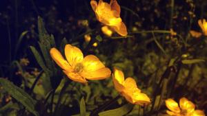 Skylights: 15 Instagram style filters for After Effects By Thomas Davies boxer-filter-skylights-thomas-davies