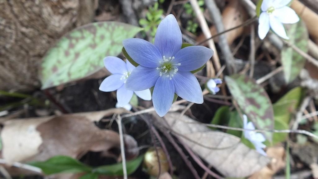 Early Spring Wildflowers at Cootes Paradise – Burlington round-lobed Hepatica, Mauve, Cootes Paradise, Burlington