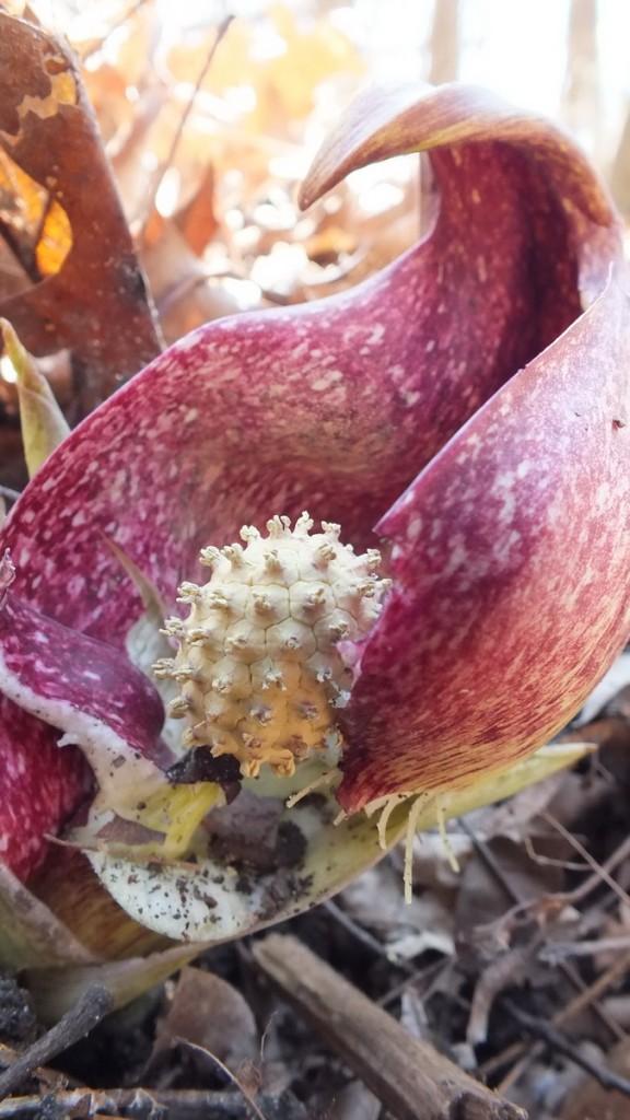 Early Spring Wildflowers at Cootes Paradise – Burlington Skunk Cabbage - with spadix knob revealed - Hamilton - Ontario