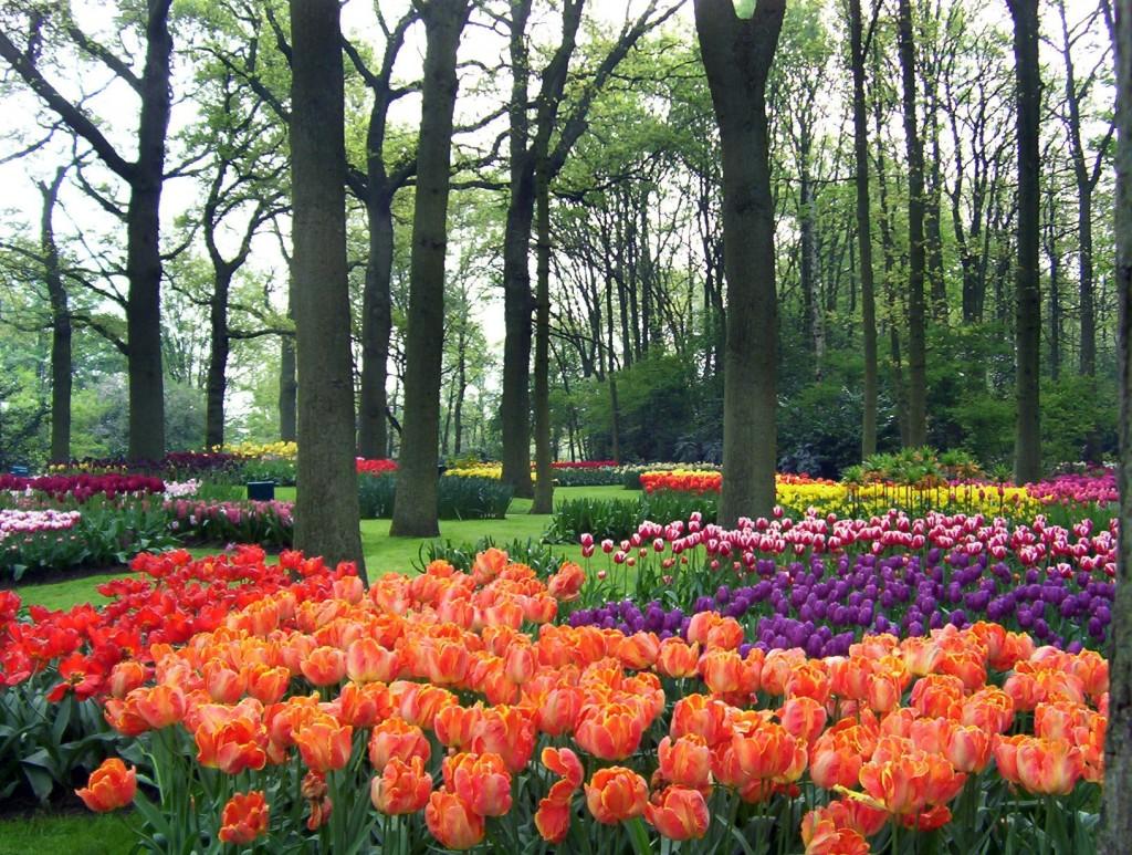 Early Spring Wildflowers at Cootes Paradise – Burlington Panoramic view of Keukenhof tulip beds