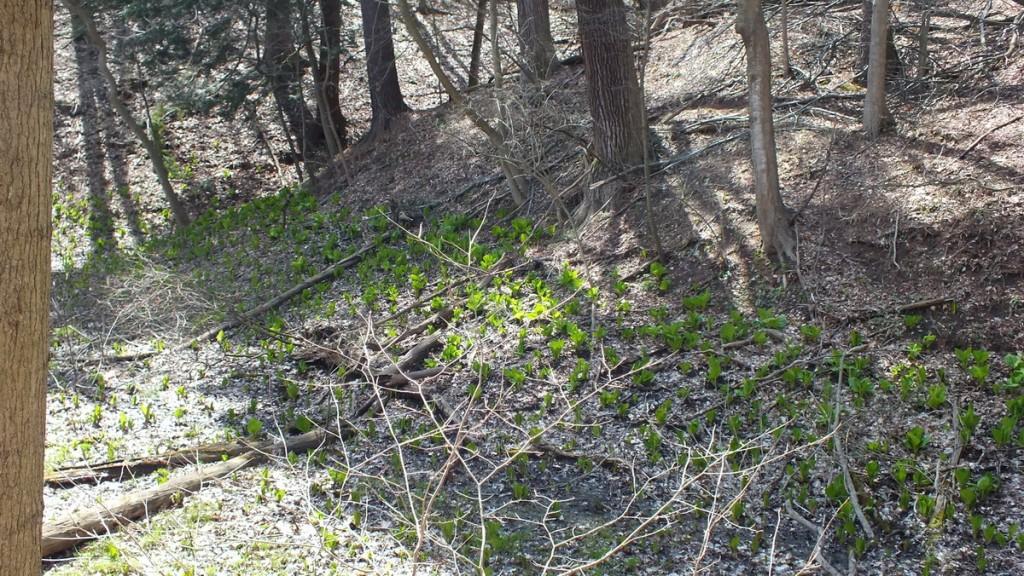 Early Spring Wildflowers at Cootes Paradise – Burlington Skunk Cabbage Sprawl Along Hillside, Cootes Paradise, Burlington
