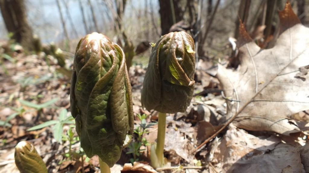 Early Spring Wildflowers at Cootes Paradise – Burlington Mayapples, Beginning to Unfurl, Cootes Paradise, Burlington