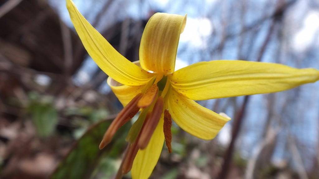 Early Spring Wildflowers at Cootes Paradise – Burlington Trout Lily, Closeup, Cootes Paradise, Burlington