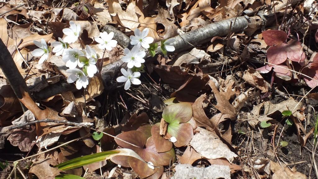 Early Spring Wildflowers at Cootes Paradise – Burlington sharp-lobed Hepatica and Leaves, Cootes Paradise, Burlington