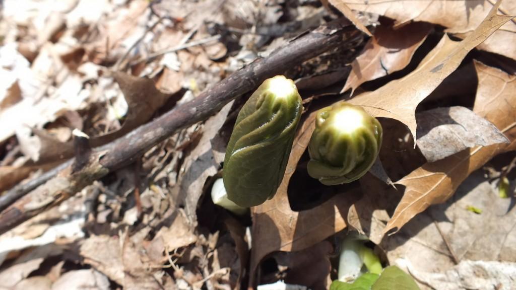 Early Spring Wildflowers at Cootes Paradise – Burlington Mayapples, Not Unfurled, Cootes Paradise, Burlington