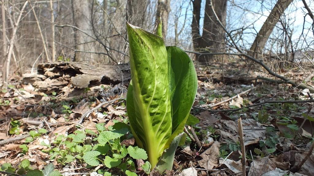 Early Spring Wildflowers at Cootes Paradise – Burlington Skunk Cabbage Leaves Unfurling, Cootes Paradise, Burlington