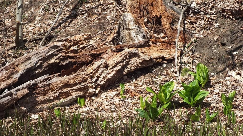 Early Spring Wildflowers at Cootes Paradise – Burlington Skunk Cabbage Plants, Cootes Paradise, Burlington