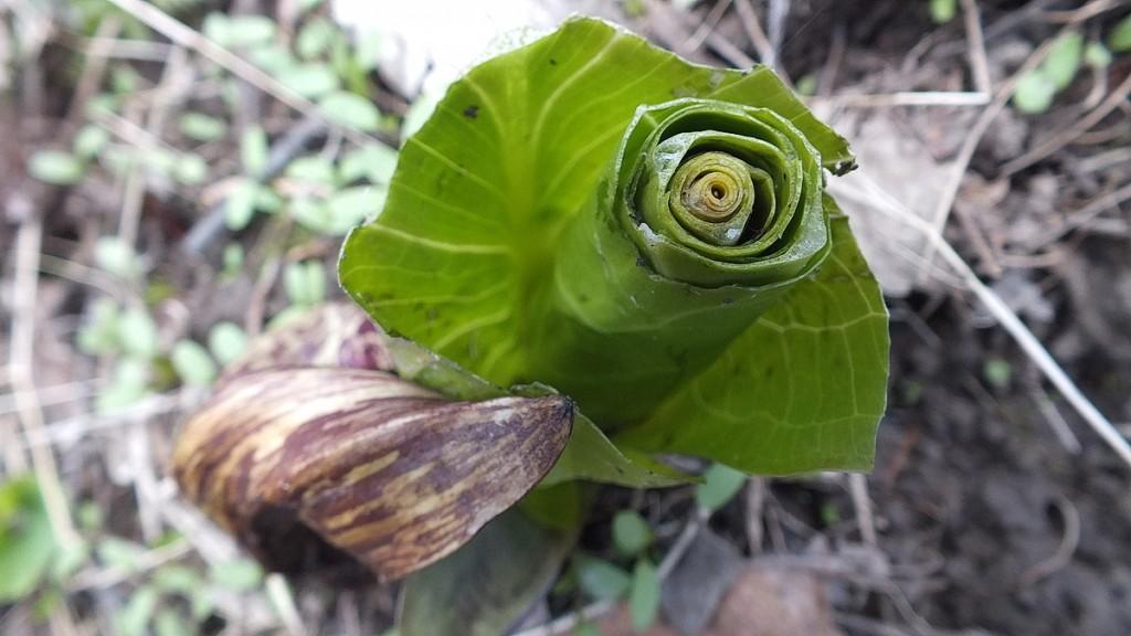 Early Spring Wildflowers at Cootes Paradise – Burlington Skunk Cabbage Grows from Initial Bract, Cootes Paradise, Burlington