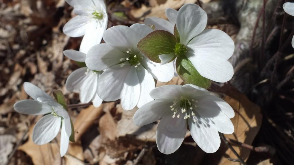 Early Spring Wildflowers at Cootes Paradise – Burlington sharp-lobed Hepatica Closeup, Cootes Paradise, Burlington