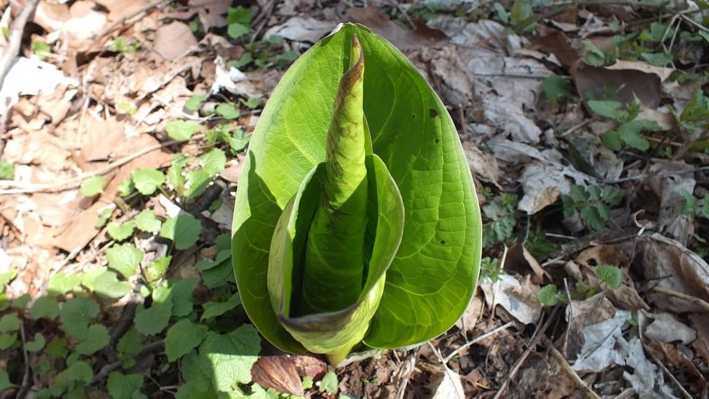 Early Spring Wildflowers at Cootes Paradise – Burlington Skunk Cabbage, Cootes Paradise, Burlington