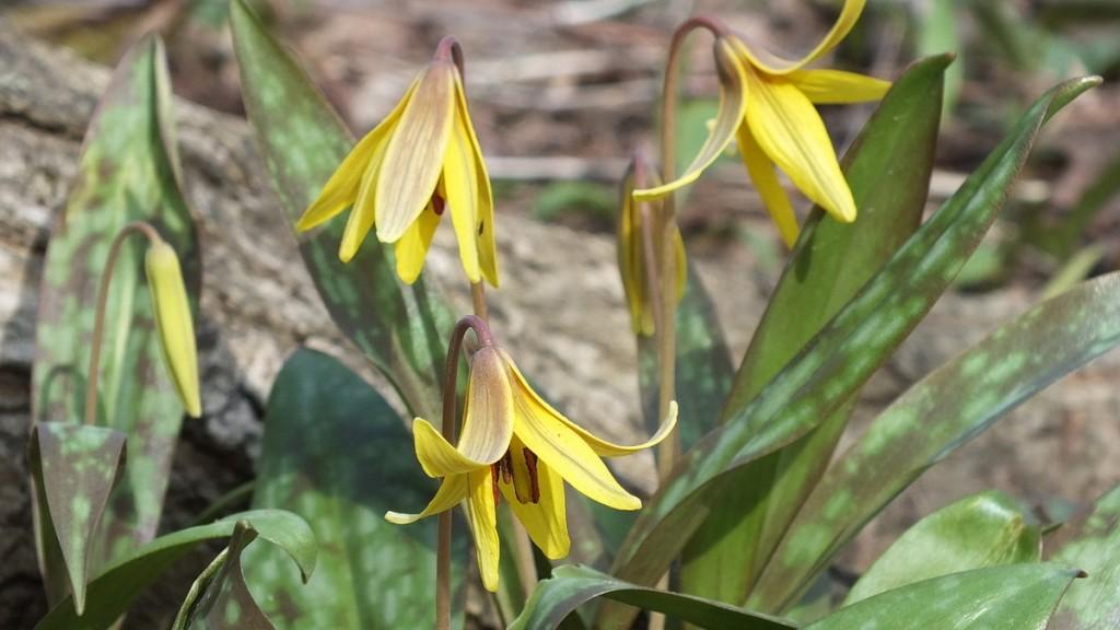 Early Spring Wildflowers at Cootes Paradise – Burlington Trout Lilies and Leaves, Cootes Paradise, Burlington