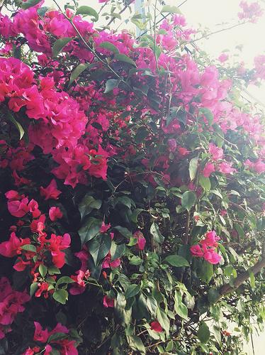 New Orleans City Park 26