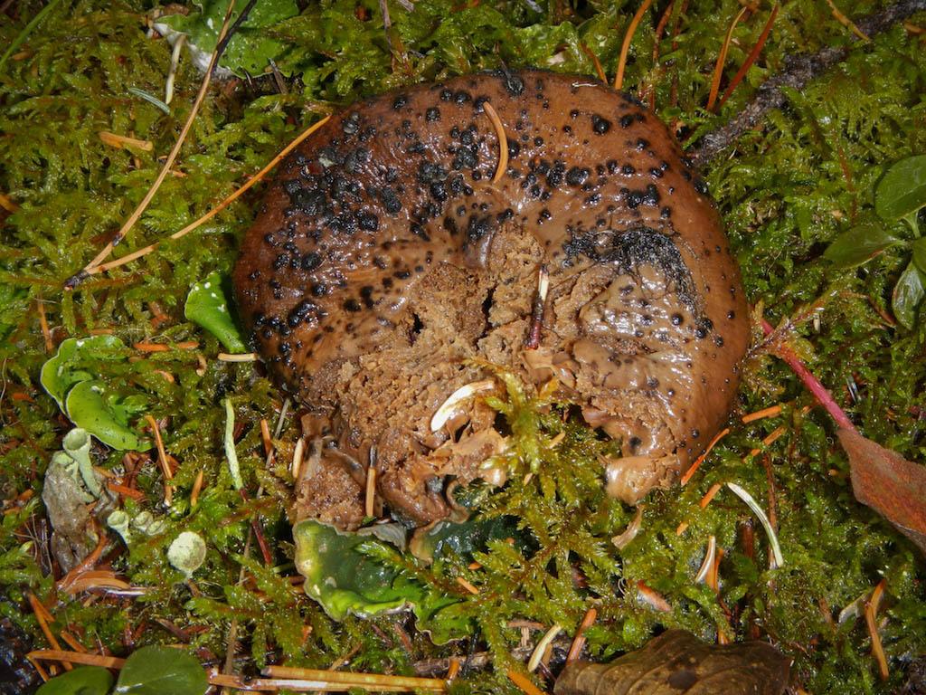 Closeup Banff Mushroom