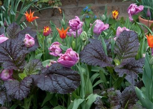 Tuliopa Rai with Red Giant mustard leaf, orange Ballerina and red and Yellow Helmar Tulips