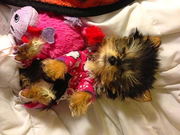 World's Smallest  Adorable Yorkie Will Melt Your Heart!