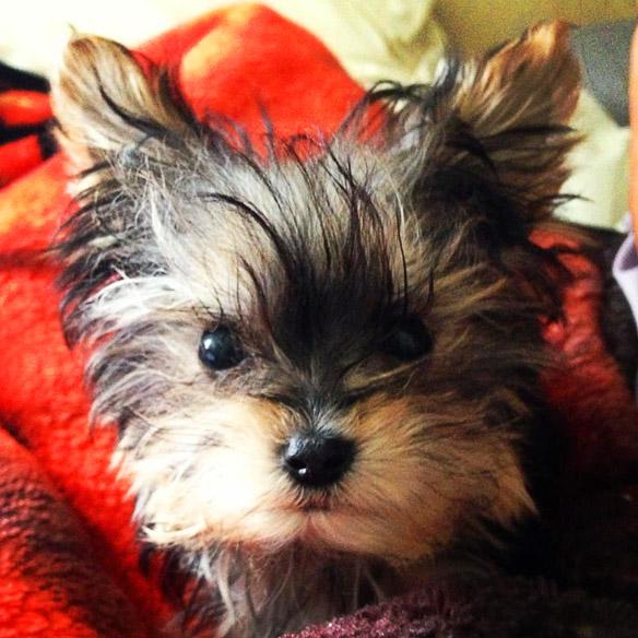 World's Smallest  Adorable Yorkie Will Melt Your Heart!