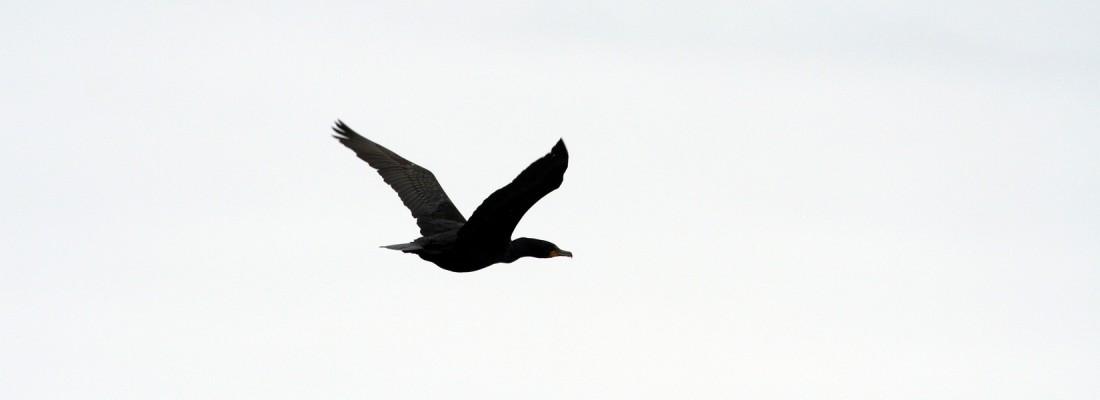 Birdlike Flying Robot Took Its First Flight Birdlike Flying Robot Took Its First Flight
