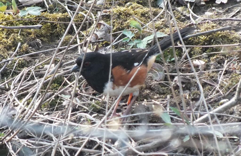 eastern towhee - on the ground - Beamer Memorial Conservation Area -  Grimsby - Ontario