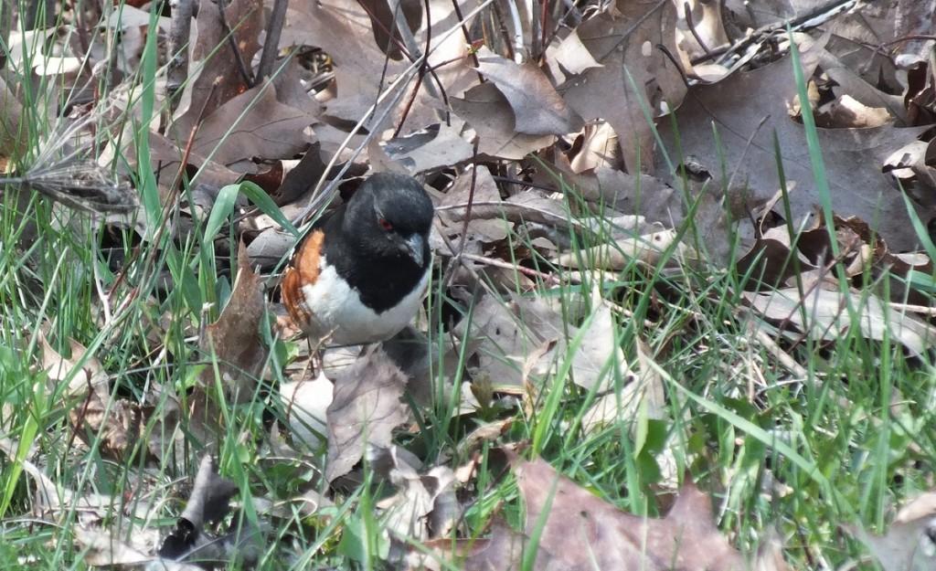 eastern towhee  - looks for bugs - Beamer Memorial Conservation Area -  Grimsby - Ontario