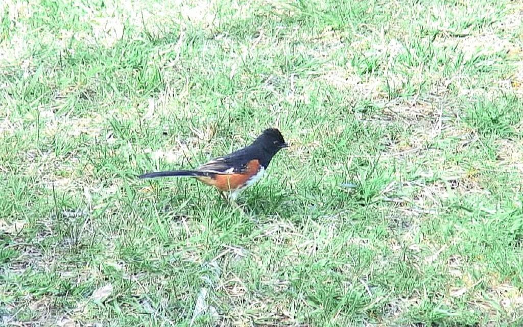 eastern towhee hunts for food on ground - Beamer Memorial Conservation Area - Grimsby - Ontario