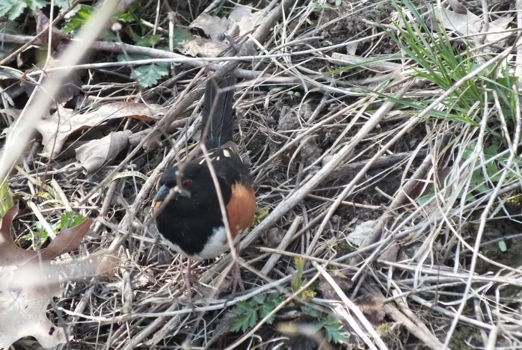 eastern towhee in thicket - Beamer Memorial Conservation Area -  Grimsby - Ontario