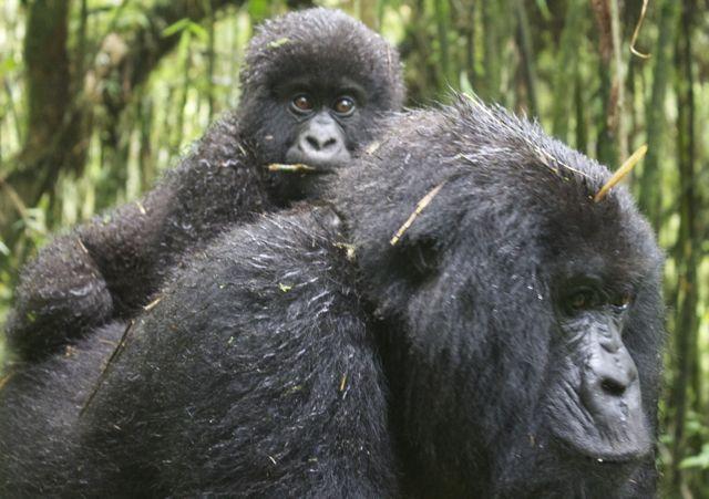 gorillas best mother and baby seen at Volcanoes National Park in Rwanda