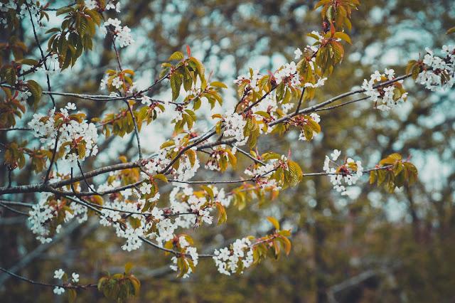 Monday Montage (MAJOR photo update :) ) Monday Montage (MAJOR photo update :) )